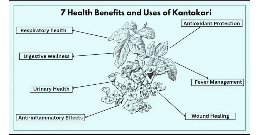 Infographic showing 7 benefits and uses of kantakari (solanum xanthocarpum)
